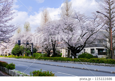 東京都　国立市　春　大学通り 115222886
