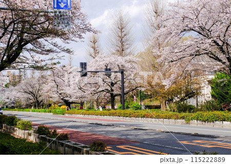東京都　国立市　春　大学通り 115222889