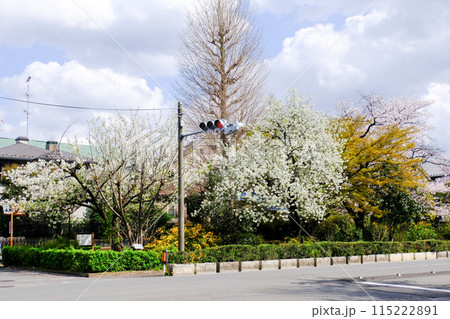 東京都 国立市 春 大学通り 東京都 国立市 春 大学通り 115222891