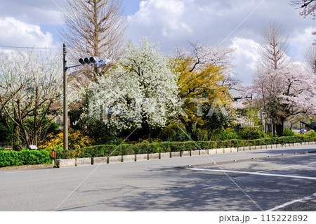 東京都 国立市 春 大学通り 東京都 国立市 春 大学通り 115222892