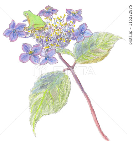 アジサイとアマガエル 115222975