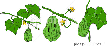 Chayote, Mexican cucumber vector colored illustration. Organic healthy nutrient super food vegan ingredient Chayote, Mexican cucumber vector colored illustration. Organic healthy nutrient super food vegan ingredient 115222990