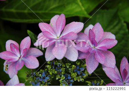 アジサイの花 115222991