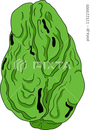 Chayote, Mexican cucumber vector colored illustration. Organic healthy nutrient super food vegan ingredient 115223000