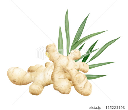 Raw ginger roots with leaves watercolor illustration isolated on white background in pastel beige and green colors. Horseradish spice for kitchen designs and organic healthy superfood products Raw ginger roots with leaves watercolor illustration isolated on white background in pastel beige and green colors. Horseradish spice for kitchen designs and organic healthy superfood products 115223198