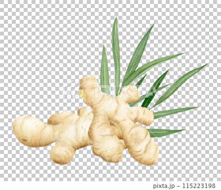 Raw ginger roots with leaves watercolor illustration isolated on white background in pastel beige and green colors. Horseradish spice for kitchen designs and organic healthy superfood products 115223198