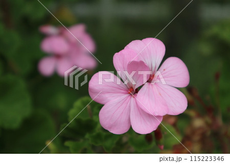ピンクのゼラニウムの花　横型 115223346