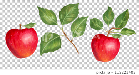 Fruit set of red apples with leaves. Botanical illustration with watercolors and markers. Hand drawn isolated art. Food clipart for food packaging design, menus and juices. Harvesting, production. 115223405