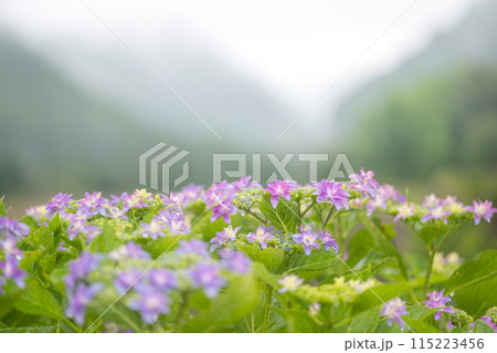 雨降る梅雨の時期にアジサイの花咲く番所の棚田の風景 雨降る梅雨の時期にアジサイの花咲く番所の棚田の風景 115223456
