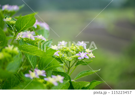 雨降る梅雨の時期にアジサイの花咲く番所の棚田の風景 115223457