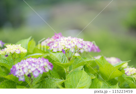 雨降る梅雨の時期にアジサイの花咲く番所の棚田の風景 雨降る梅雨の時期にアジサイの花咲く番所の棚田の風景 115223459