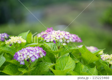 雨降る梅雨の時期にアジサイの花咲く番所の棚田の風景 115223460