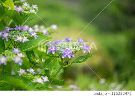 雨降る梅雨の時期にアジサイの花咲く番所の棚田の風景 115223473