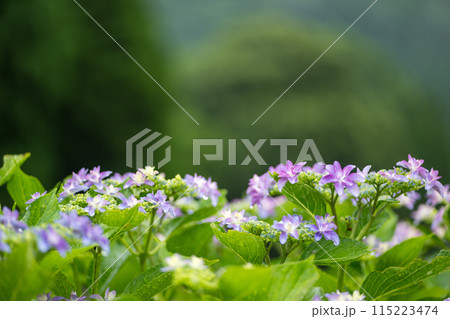 雨降る梅雨の時期にアジサイの花咲く番所の棚田の風景 雨降る梅雨の時期にアジサイの花咲く番所の棚田の風景 115223474