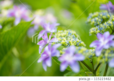 雨降る梅雨の時期にアジサイの花咲く番所の棚田の風景 115223482