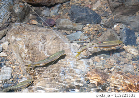 透き通る川を泳ぐ魚 渓流の生き物の写真素材 [115223533] - PIXTA