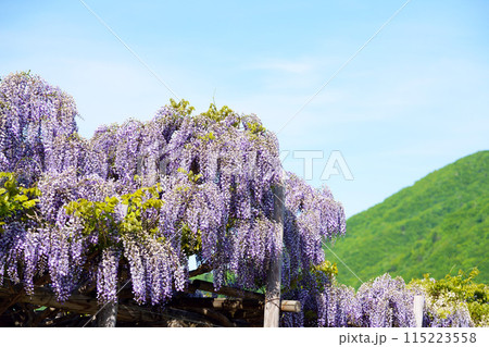 藤の花 115223558