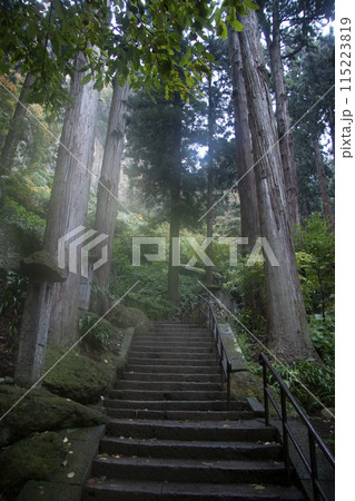 神秘的な森 115223819