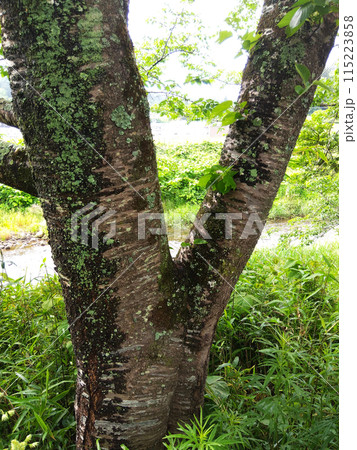 苔の生えた桜の幹1 苔の生えた桜の幹1 115223858