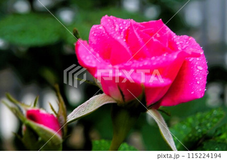 雨に濡れる鮮やかなピンクの薔薇 雨に濡れる鮮やかなピンクの薔薇 115224194