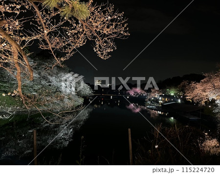夜桜 115224720