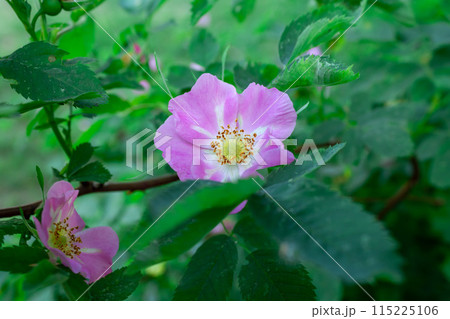The beauty of a wild rose 115225106