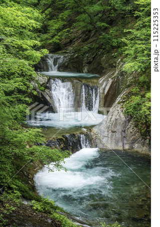 新緑の西沢渓谷七ツ釜五段の滝 115225353