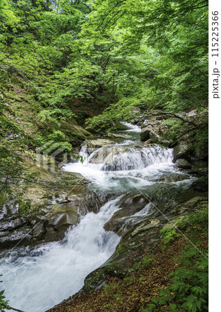 新緑の西沢渓谷 115225366
