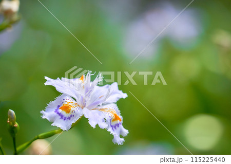 一輪のシャガの花のクローズアップ 一輪のシャガの花のクローズアップ 115225440