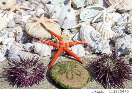 天日干しされている海の生き物 115225470