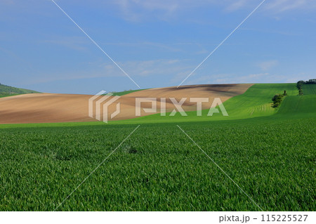 中央ヨーロッパのチェコ共和国　南モラヴィア州スタヴィエシツェ近くのモラヴィア大草原の麦畑の丘の景色 115225527