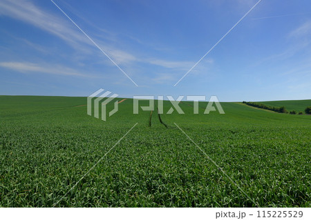 中央ヨーロッパのチェコ共和国 南モラヴィア州スタヴィエシツェ近くのモラヴィア大草原の麦畑の丘の景色 中央ヨーロッパのチェコ共和国 南モラヴィア州スタヴィエシツェ近くのモラヴィア大草原の麦畑の丘の景色 115225529