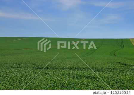 中央ヨーロッパのチェコ共和国　南モラヴィア州スタヴィエシツェ近くのモラヴィア大草原の麦畑の丘の景色 115225534