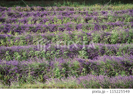 Field of lavender in Drome France with green hill backdrop. Beautiful summer landscape on a bright sunny day. Eco responsible sourcing of essential oils and makeup ingredients 115225549