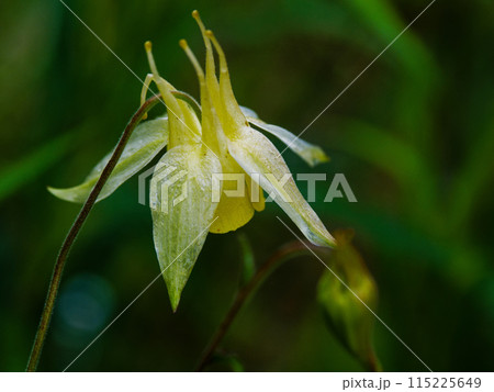 キンポウゲ科キバナノヤマオダマキの黄色い花 キンポウゲ科キバナノヤマオダマキの黄色い花 115225649