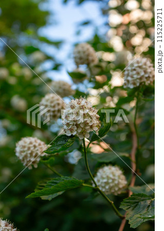 Beauty is all around us 115225711