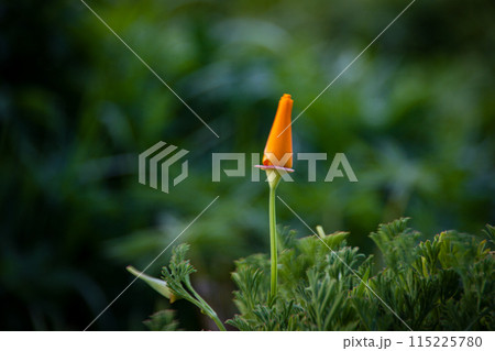 Californian poppy as seen at Lake Pukaki in New Zealand. Californian poppy as seen at Lake Pukaki in New Zealand. 115225780