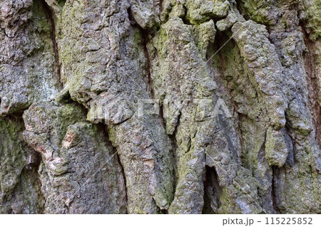 Old Wood Tree Bark Texture Old Wood Tree Bark Texture 115225852