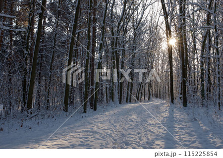 Rows of pine trunks with the sun's rays passing through. Rows of pine trunks with the sun's rays passing through. 115225854