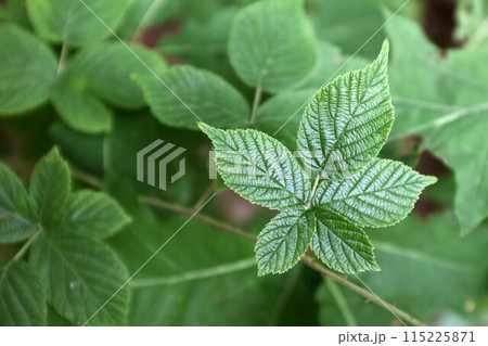 Close up nature view of green leaves of a tree. 115225871