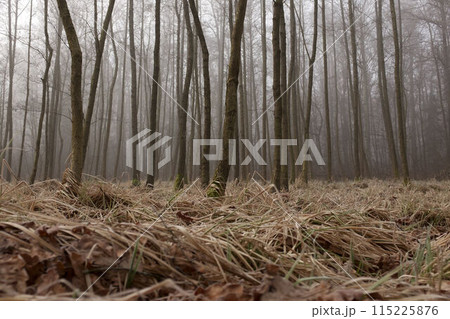 Mysterious fog among the trees in the autumn forest in Czechia. Mysterious fog among the trees in the autumn forest in Czechia. 115225876