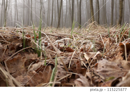 Mysterious fog among the trees in the autumn forest in Czechia. 115225877