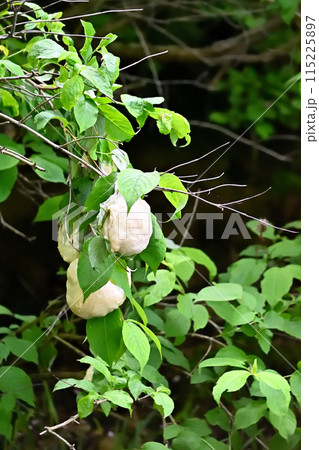 モリアオガエルの卵　 115225897