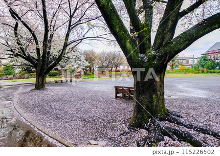 東京都　春　国立市　北第一公園の桜の絨毯 115226502