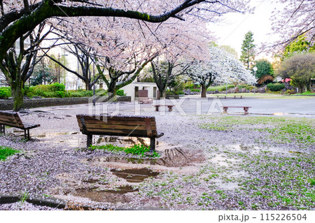 東京都　春　国立市　北第一公園の桜の絨毯 115226504