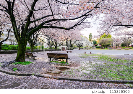 東京都　春　国立市　北第一公園の桜の絨毯 115226506