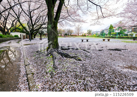 東京都　春　国立市　北第一公園の桜の絨毯 115226509