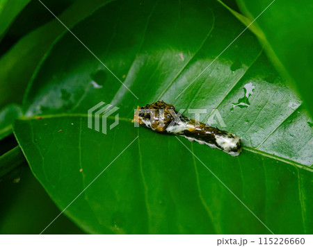 夏蜜柑の葉の上のアゲハチョウ科ナミアゲハ四齢幼虫 夏蜜柑の葉の上のアゲハチョウ科ナミアゲハ四齢幼虫 115226660