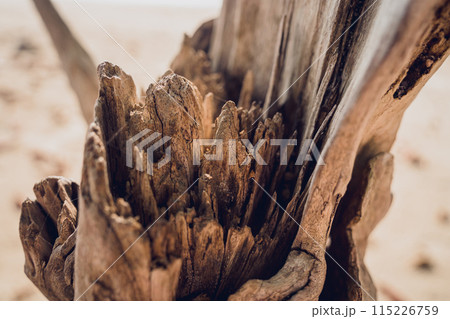 A part of wooden trunk resembling a flower A part of wooden trunk resembling a flower 115226759