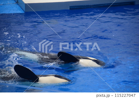 神戸須磨シーワールド 115227047